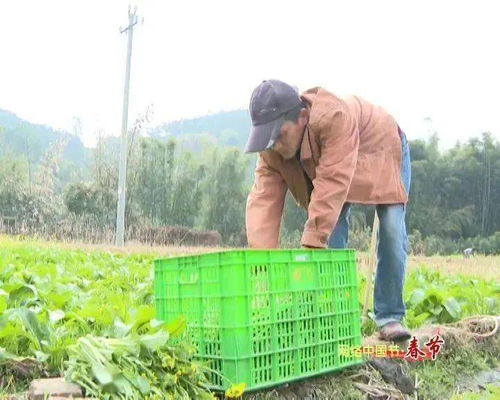 新春走基層 | 高要農(nóng)技員田間解民憂 農(nóng)作物生病不用愁，種子經(jīng)營(yíng)保豐收