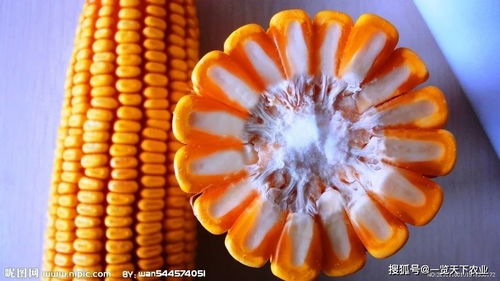 緊急提醒 2021年購買玉米種子需謹慎，這些品種已被禁止推廣銷售